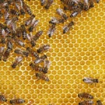 Nahaufnahme von Bienen auf einer Honigwabe, die in einem Bienenstock arbeiten und Honig produzieren.