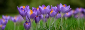 Lila Krokusse mit orangefarbenen Staubgefäßen in einer grünen Wiese.